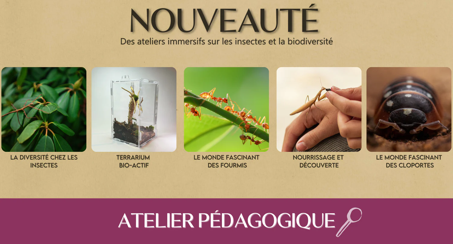 L'univers fascinant des fourmis
