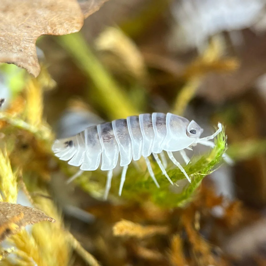 Cloportes - Nesodillo arcangelii “Shiro Utsuri”
