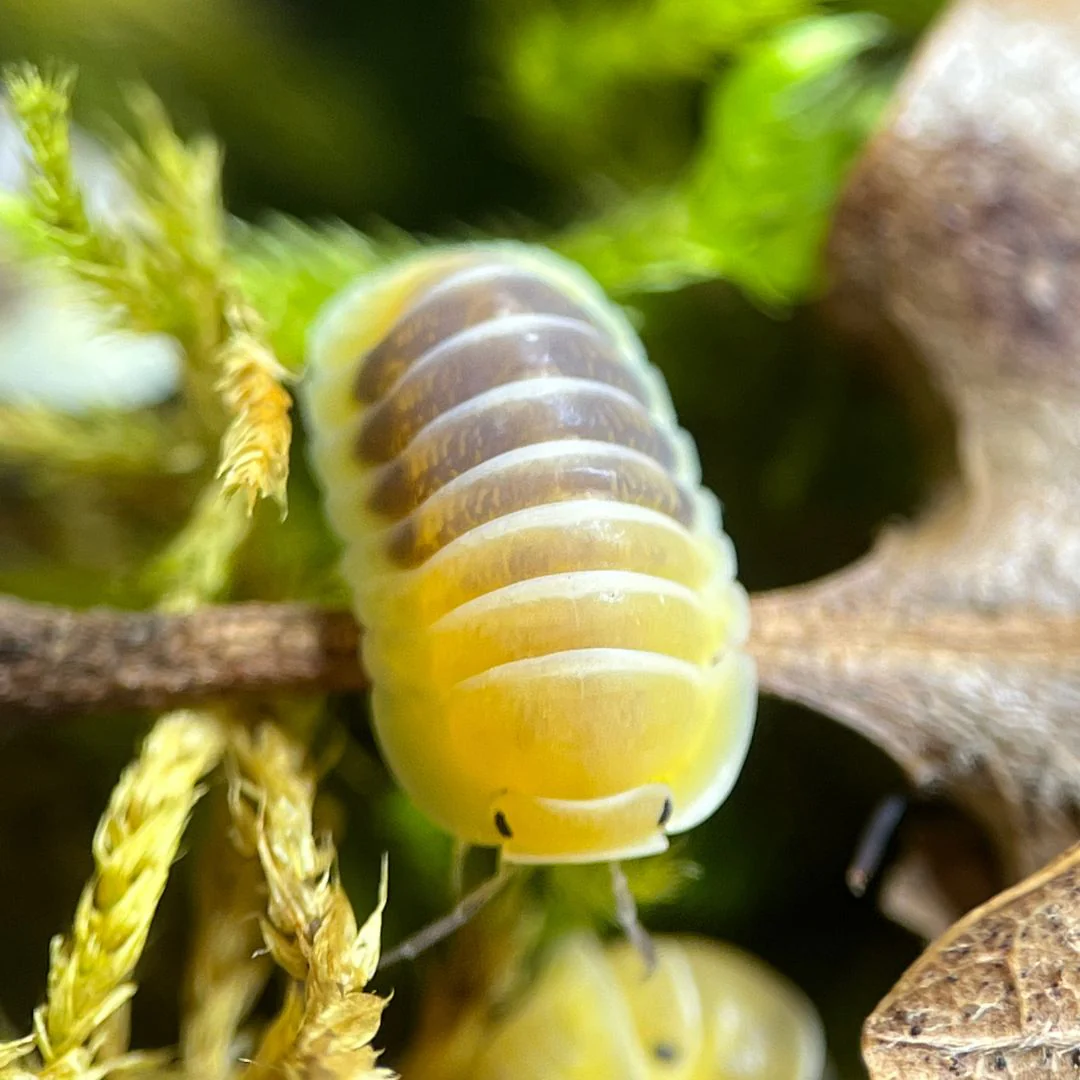 Cloportes - Cubaris Jupiter