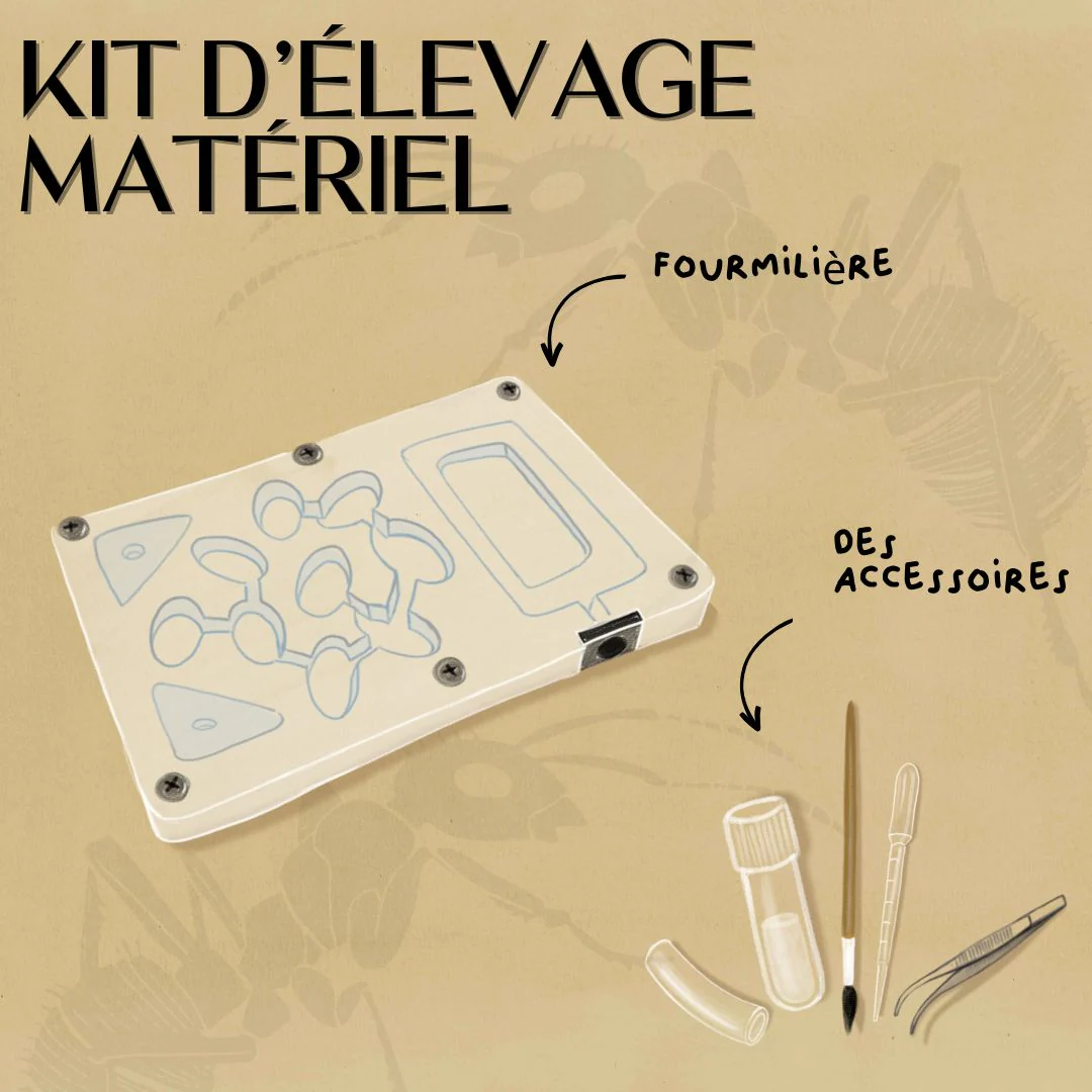 Collection L'Insecterie